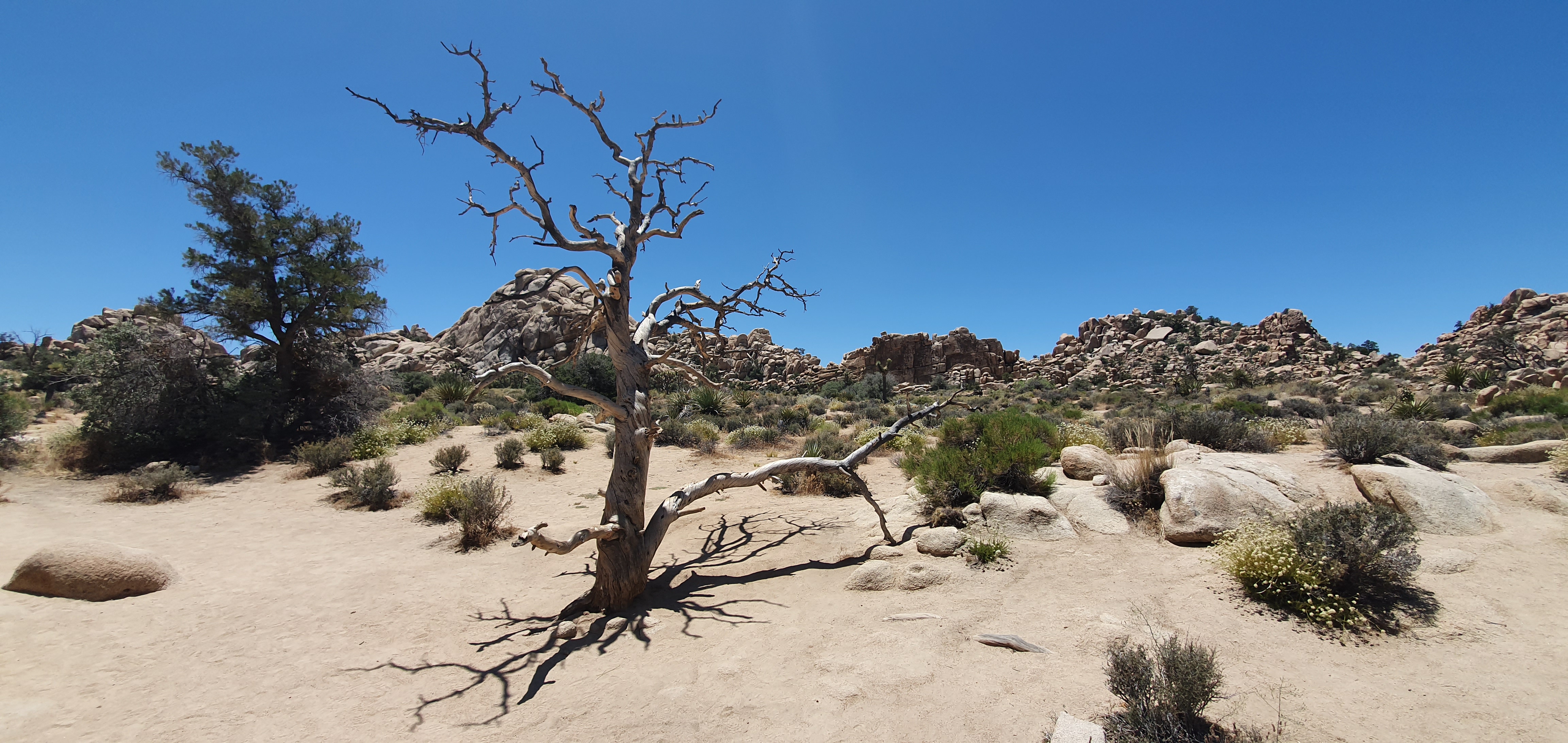 Joshua Tree (2).jpg