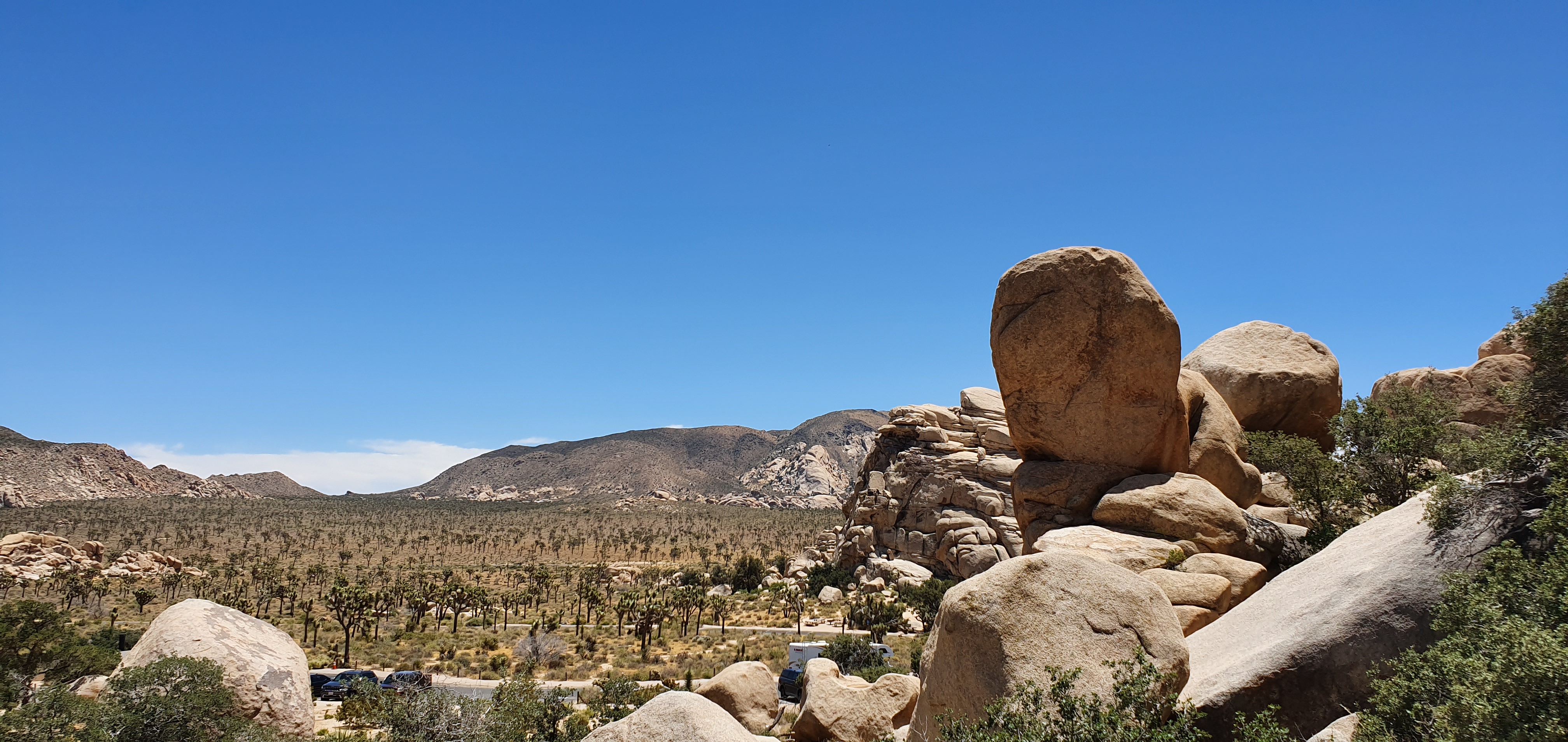 Joshua Tree (3).jpg