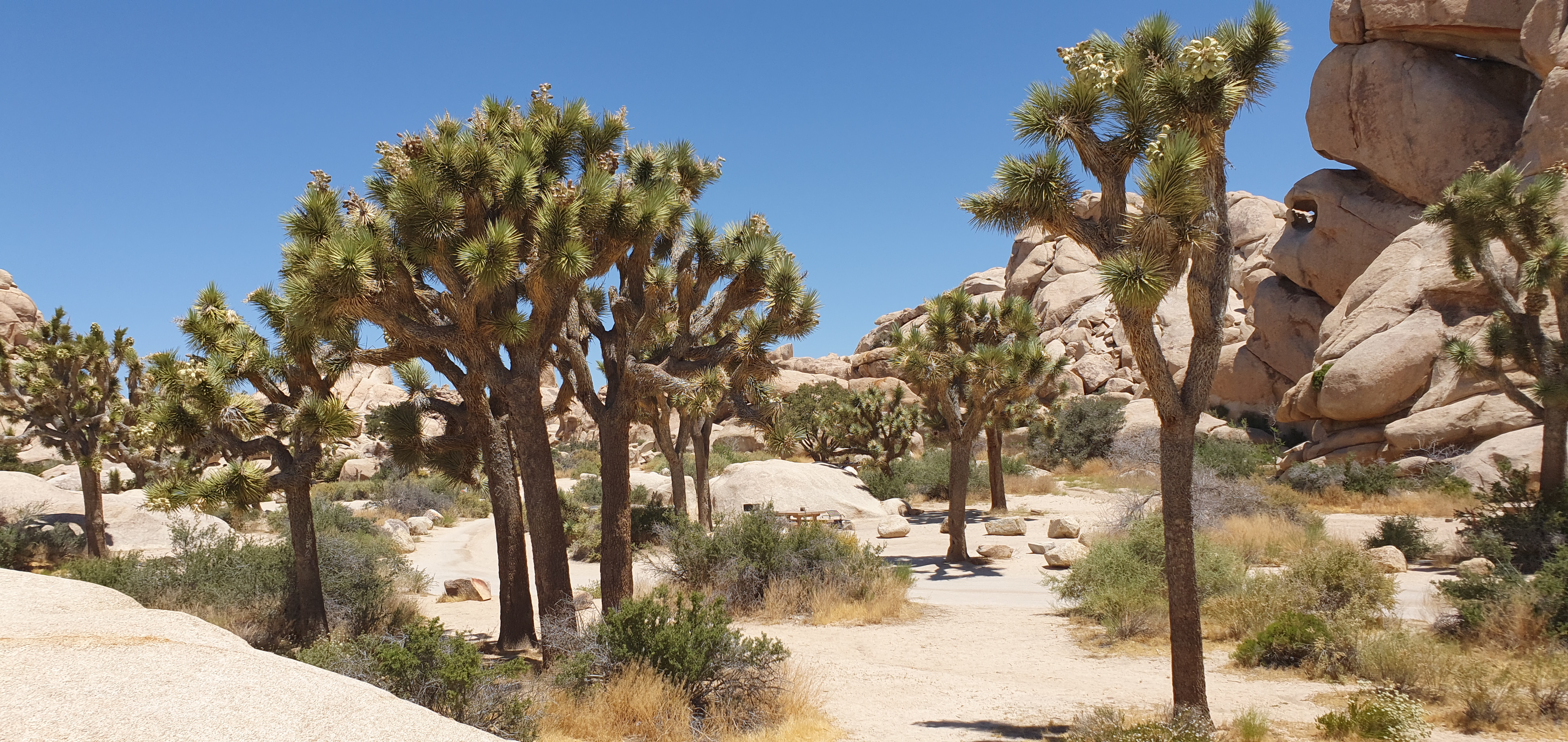 Joshua Tree.jpg