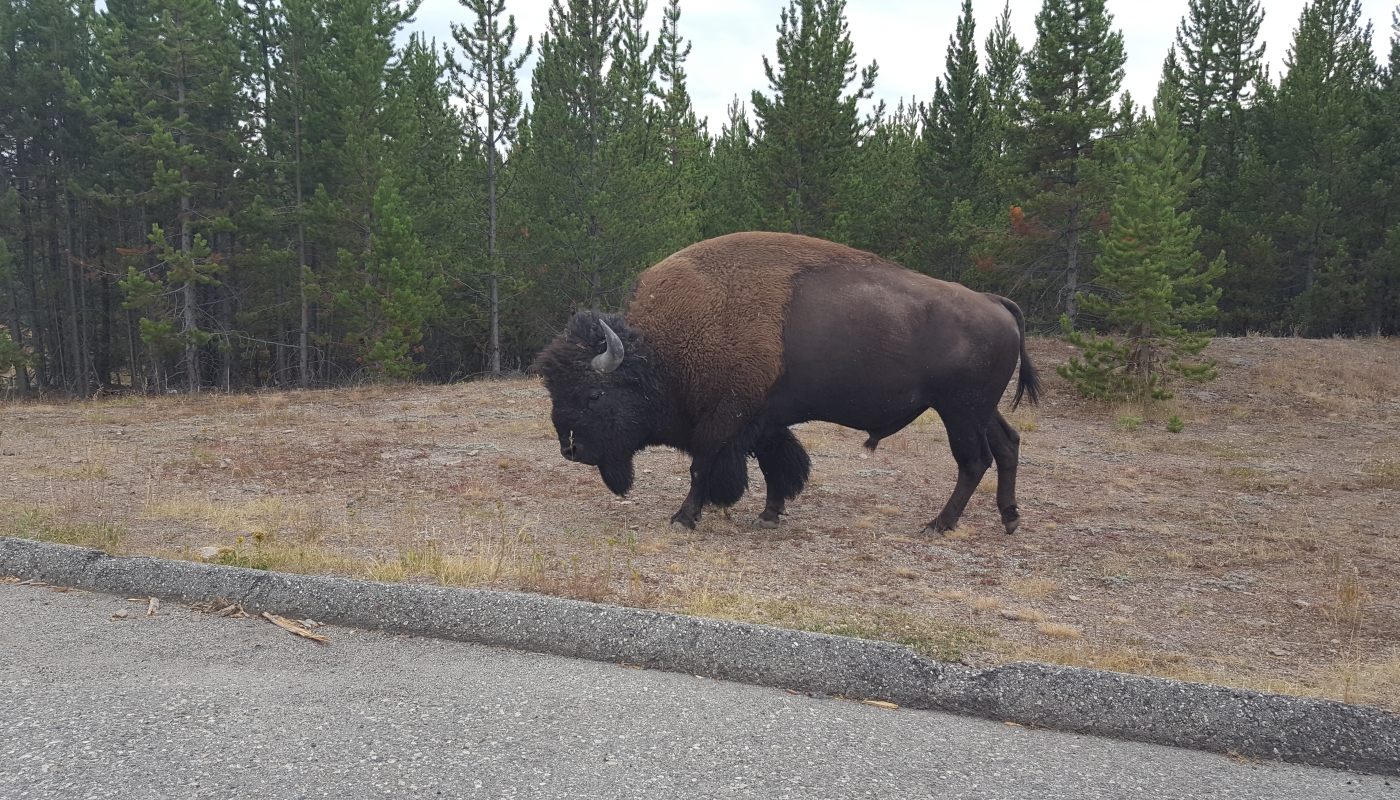 Yellowstone NP