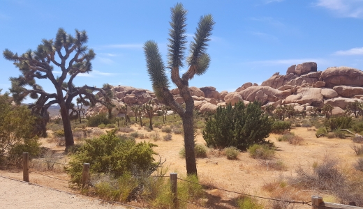 Joshua Tree, zájezdy západ USA